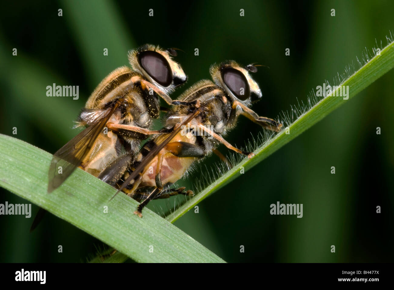 Hoverflies (Helophilus pendulus). Mating pair on grass stem in marshy habitat. Stock Photo