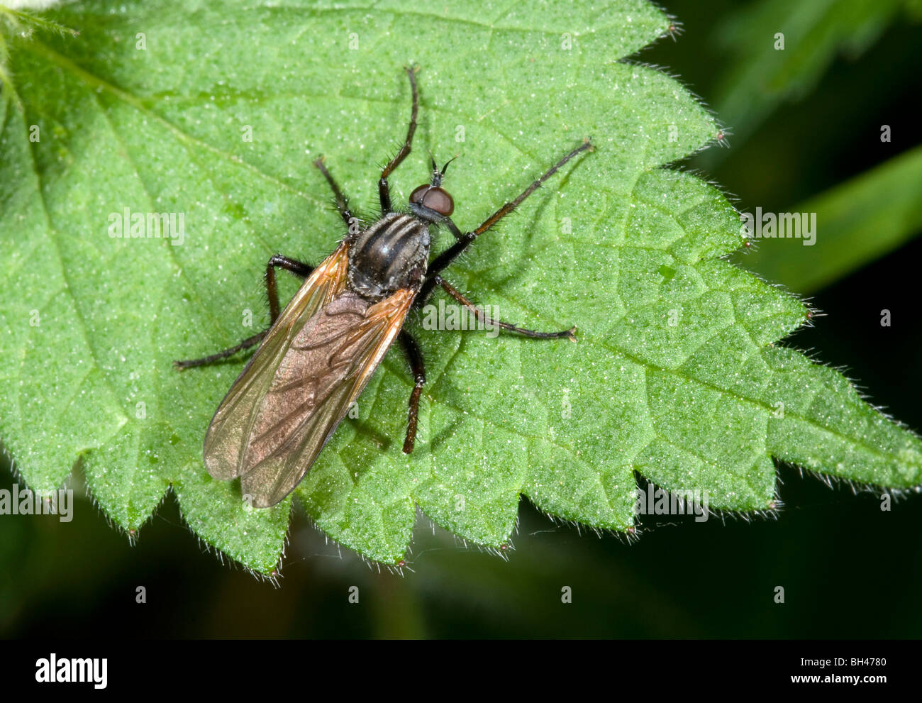 Empid fly (Empis tessellata). Resting on leaf in woodland. Stock Photo