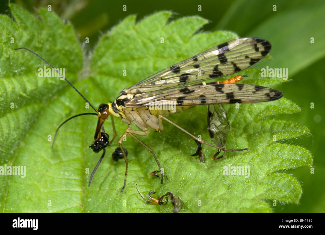 Scorpion fly (Panorpa communis). Female eating remains of prey on leaf in woodland. Stock Photo