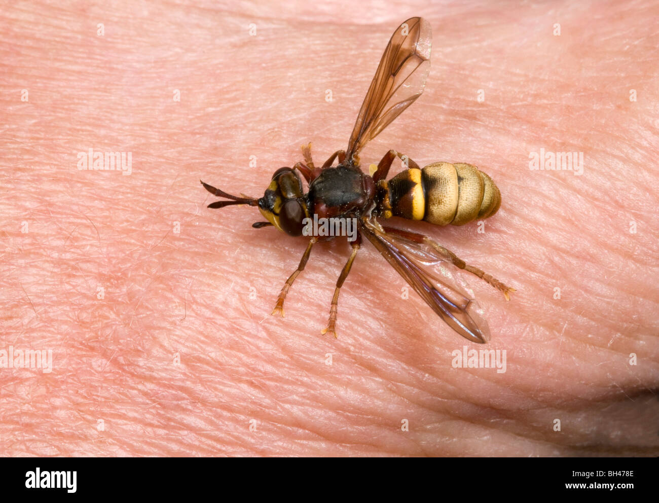 Spider-hunting wasp (Cryptocheilus spectabile). Resting on human skin. Stock Photo