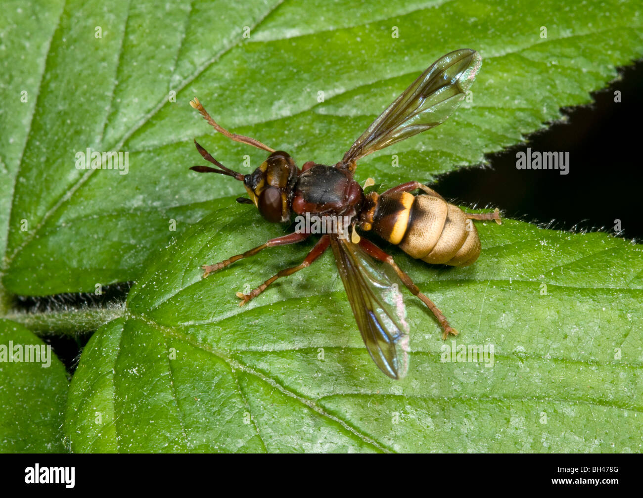 Spider-hunting wasp (Cryptocheilus spectabile). Resting on leaf in woodland. Stock Photo