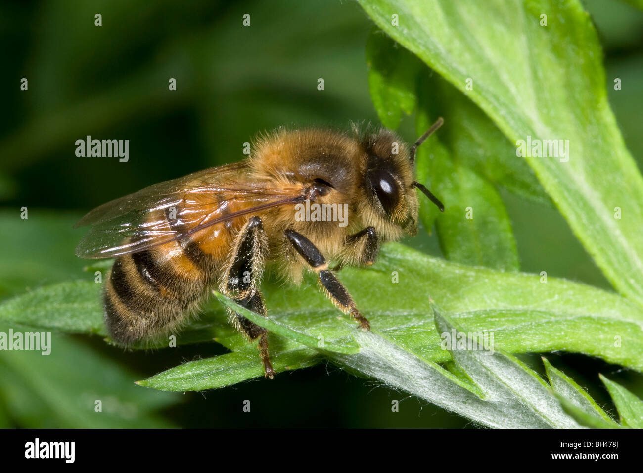 Honey bee (Apis mellifera). On leaf in woodland. Stock Photo
