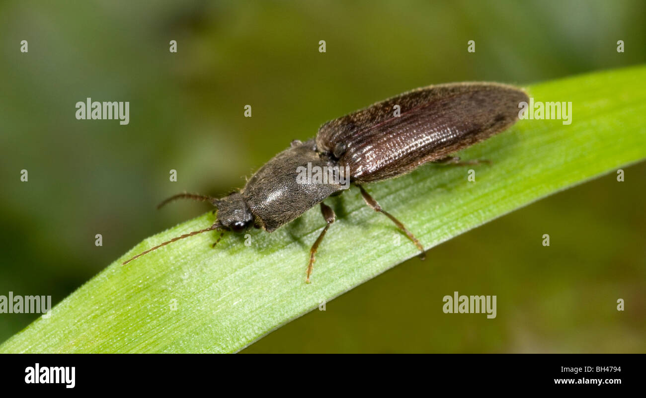 Click beetle (Athous haemorrhoidalis). Adult on grass blade. Stock Photo