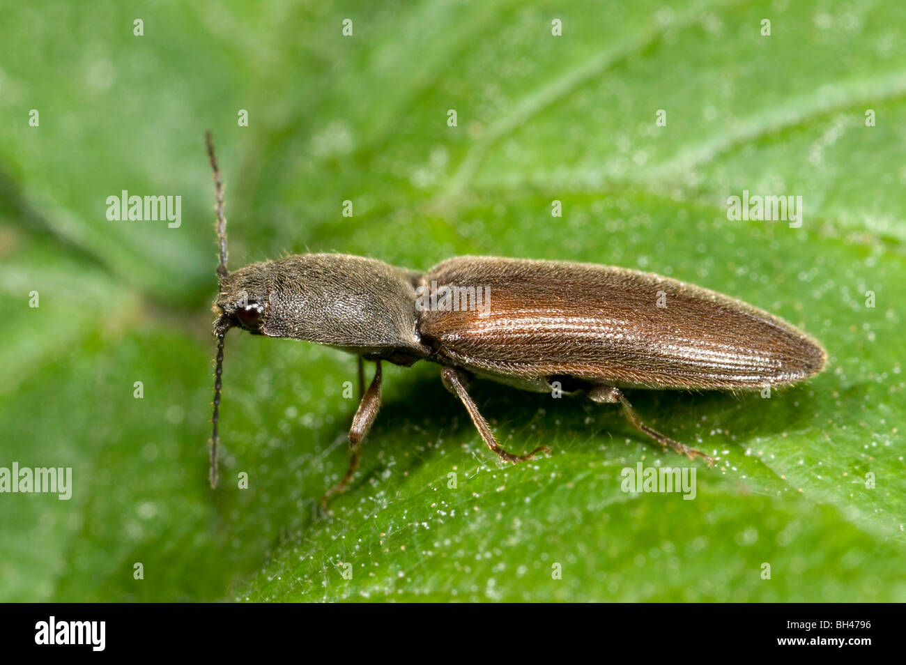 Click beetle (Athous haemorrhoidalis). Adult resting on leaf. Stock Photo