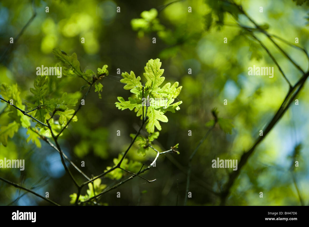 Oak leaf in spring sunshine. Stock Photo
