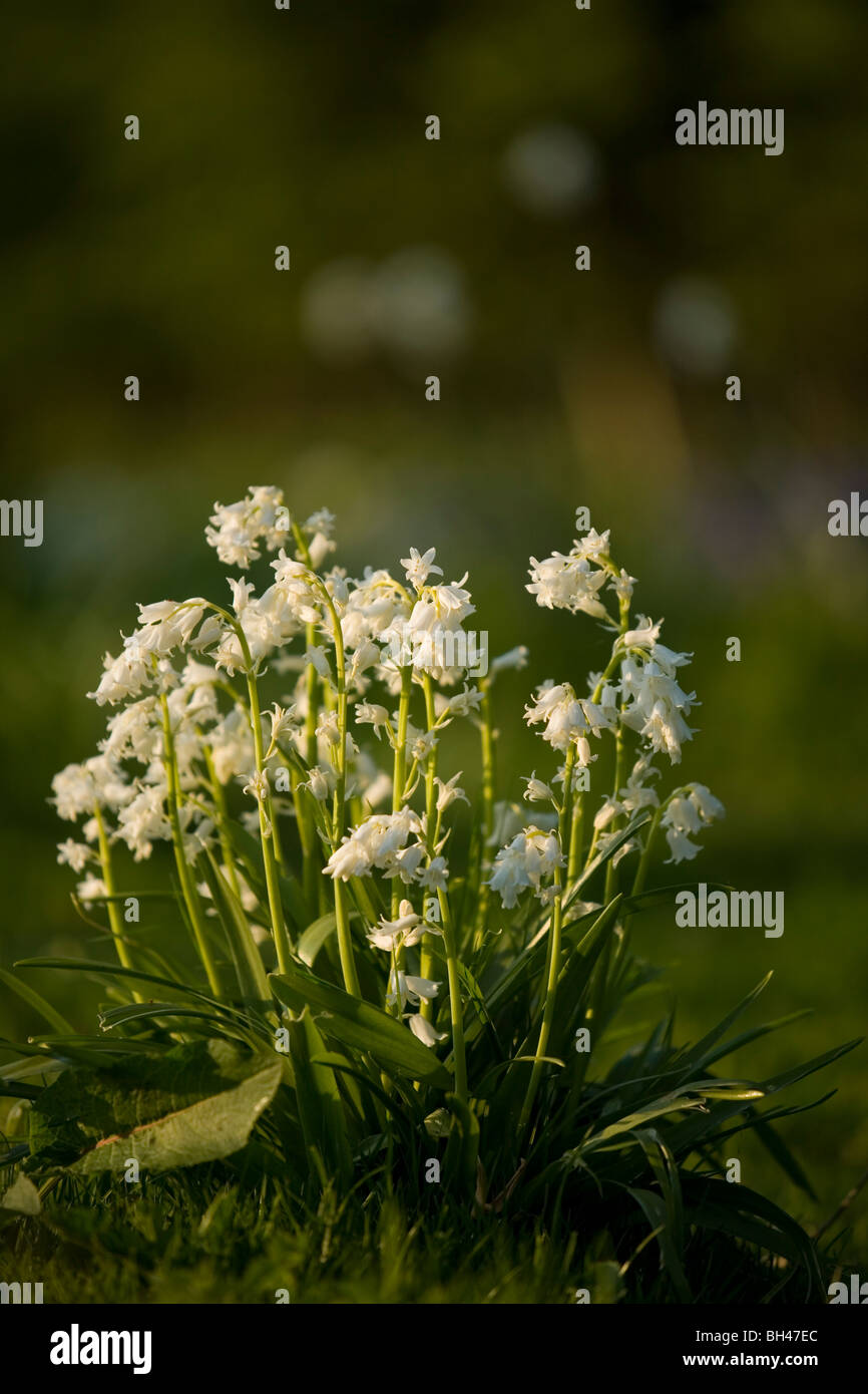 White bluebells (hyacinthoides non scripta) in spring. Stock Photo