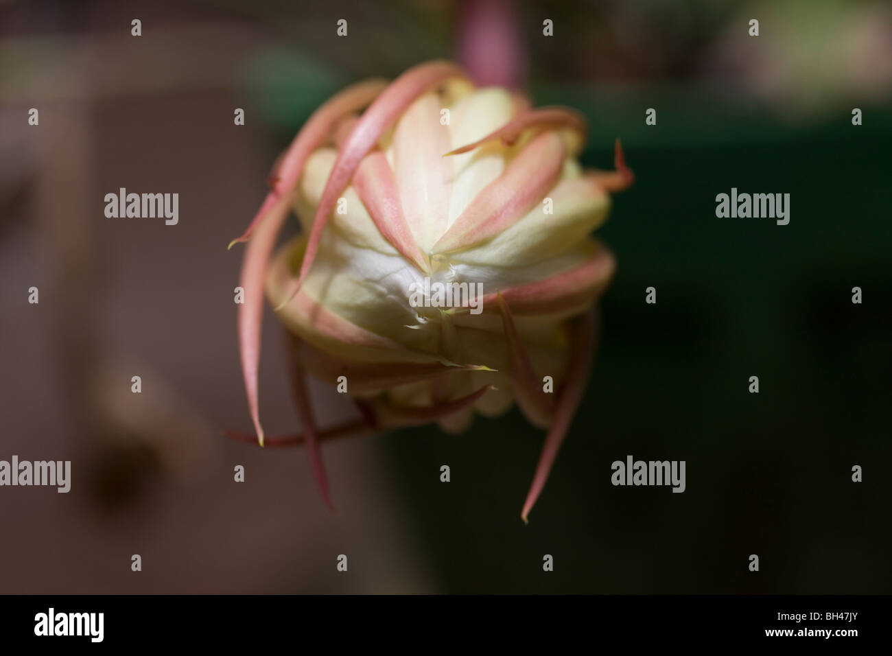 Midnight Queen flower in the garden of the Gowri Residence in Alappuzha