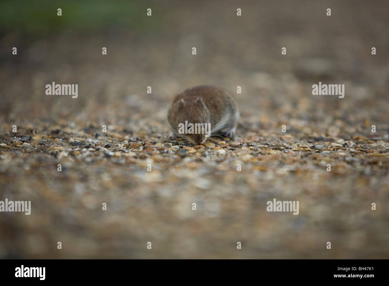 Wood mouse in garden in spring. Stock Photo