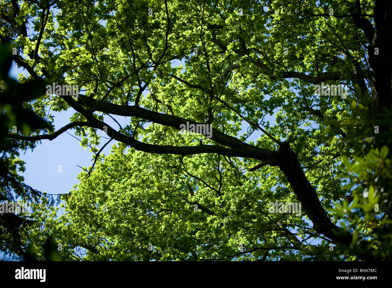 Oak tree in Fairhaven woodland in spring. Stock Photo