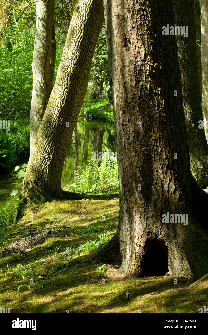 Woodland in spring hi-res stock photography and images - Alamy