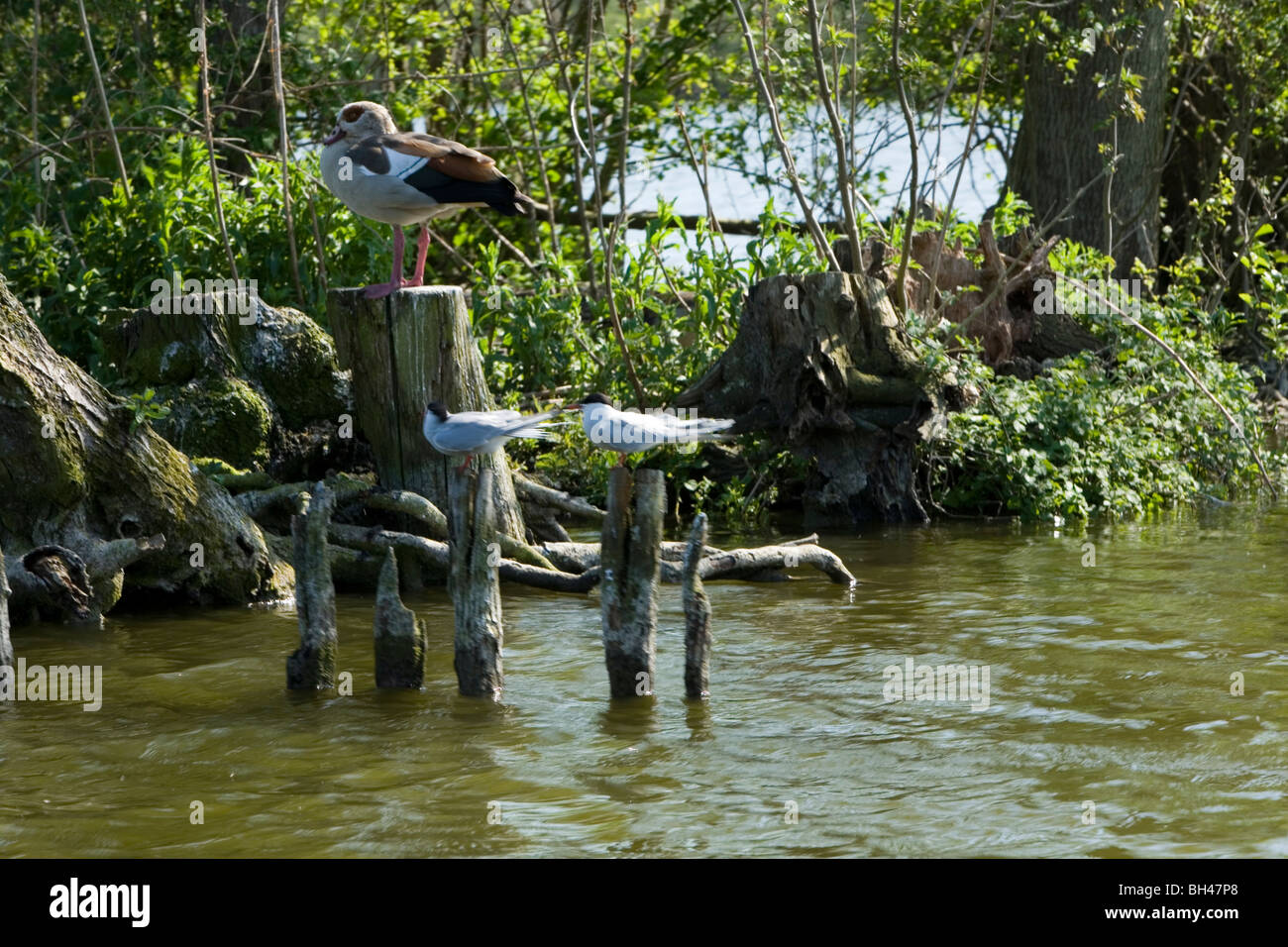 Egyptian goose (Alopochen Aegyptiacus) and common terns (Sterna Hirundo) on posts in broads in spring. Stock Photo