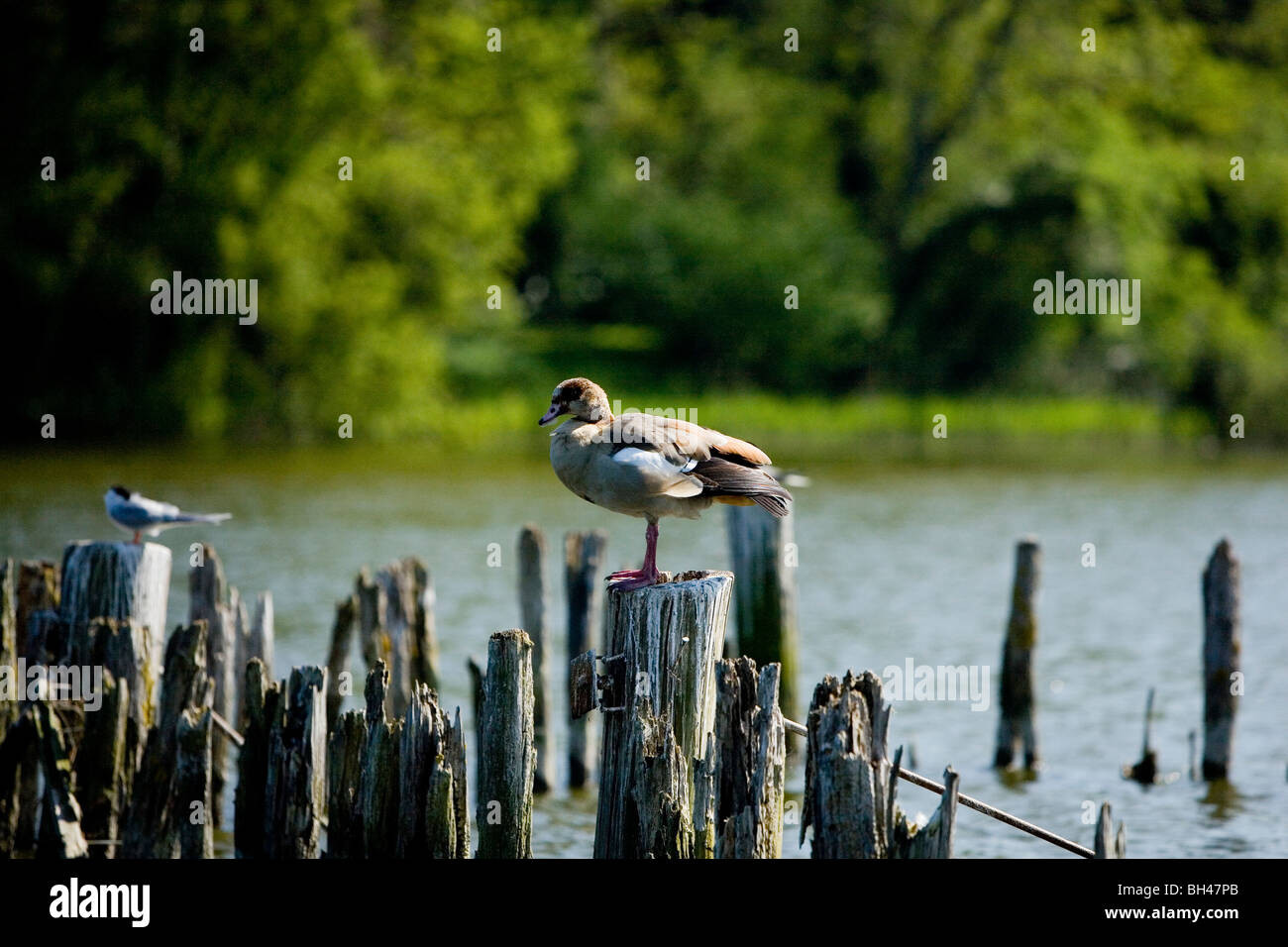 Egyptian goose, Alopochen Aegyptiacus, Norfolk Broads Stock Photo