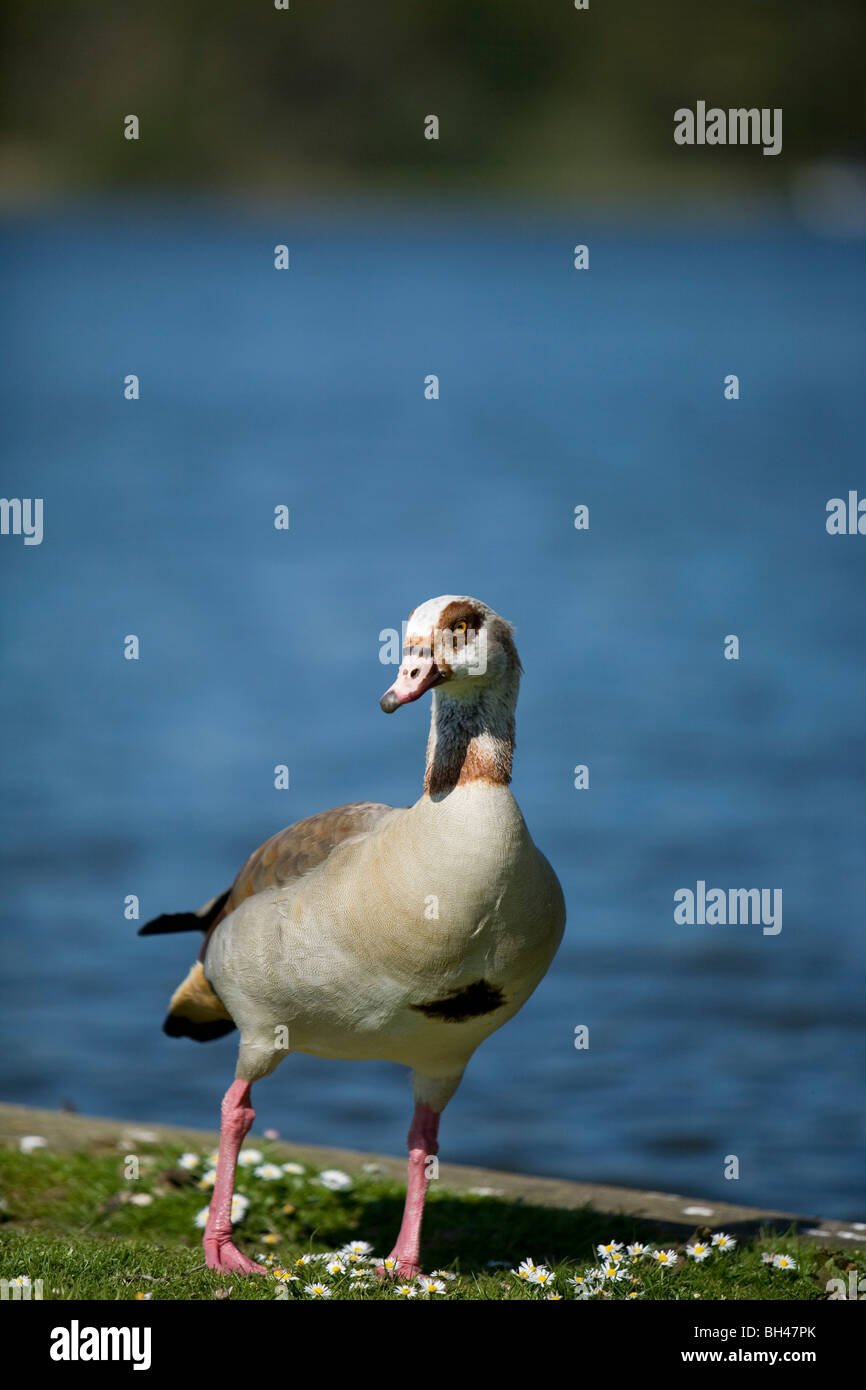 Egyptian goose (Alopochen Aegyptiacus) on Norfolk Broads in spring. Stock Photo