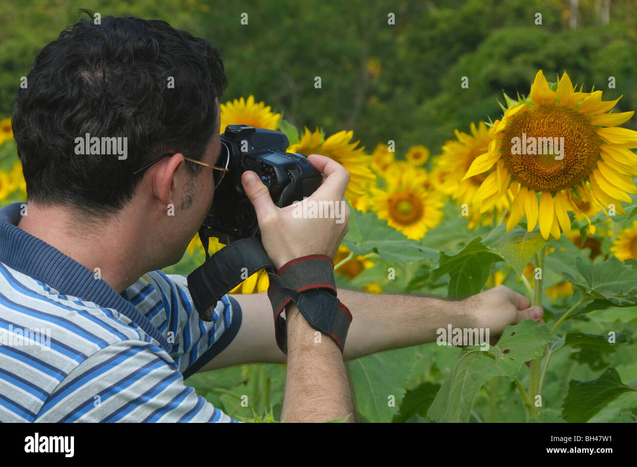 photographer in colorful sunflower fields near Saraburi Thailand Stock Photo