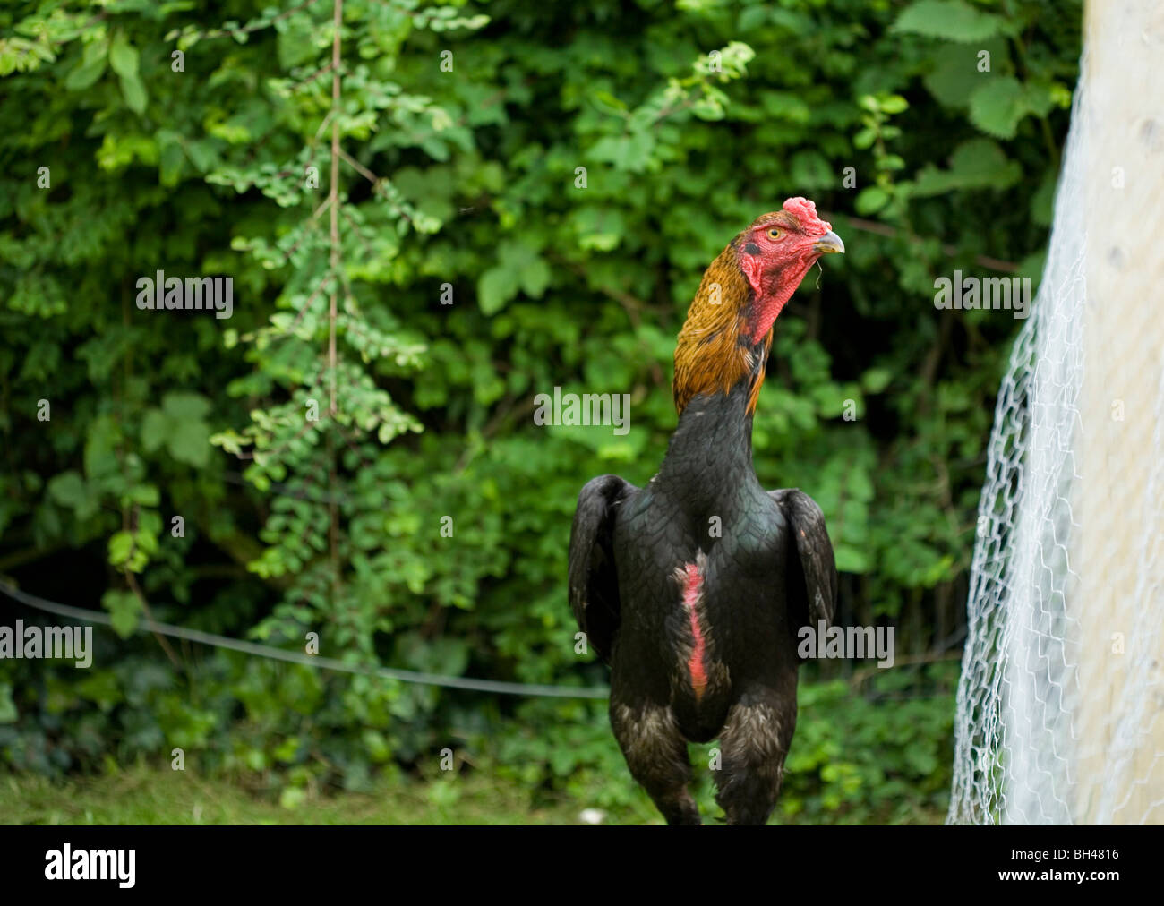 Rooster in garden in early summer. Stock Photo