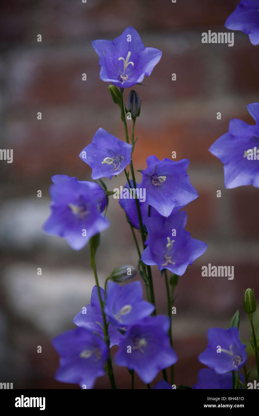 Bellflower (campanula) in garden in June. Stock Photo