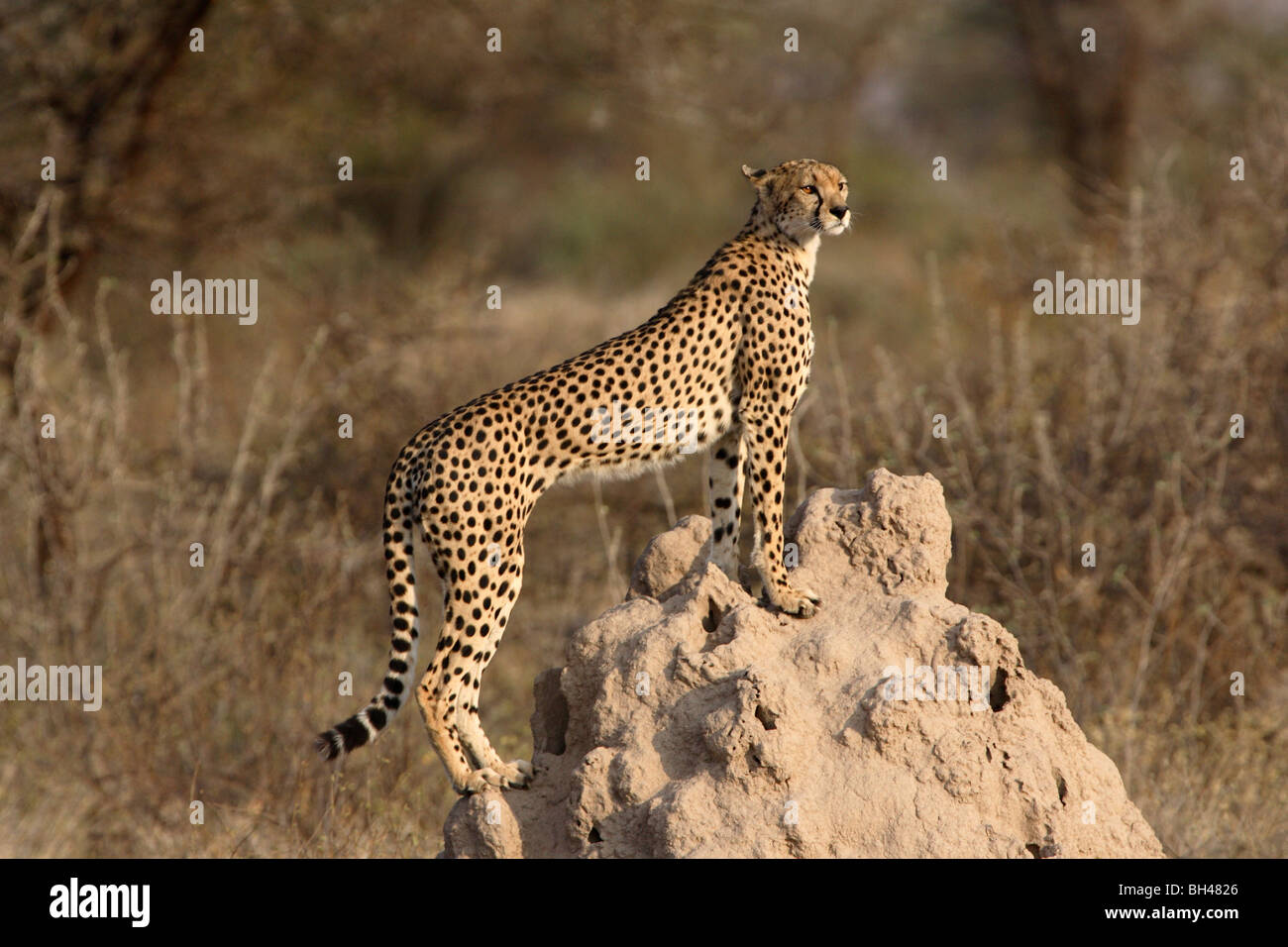 Cheetah standing a top a termite mound. Stock Photo
