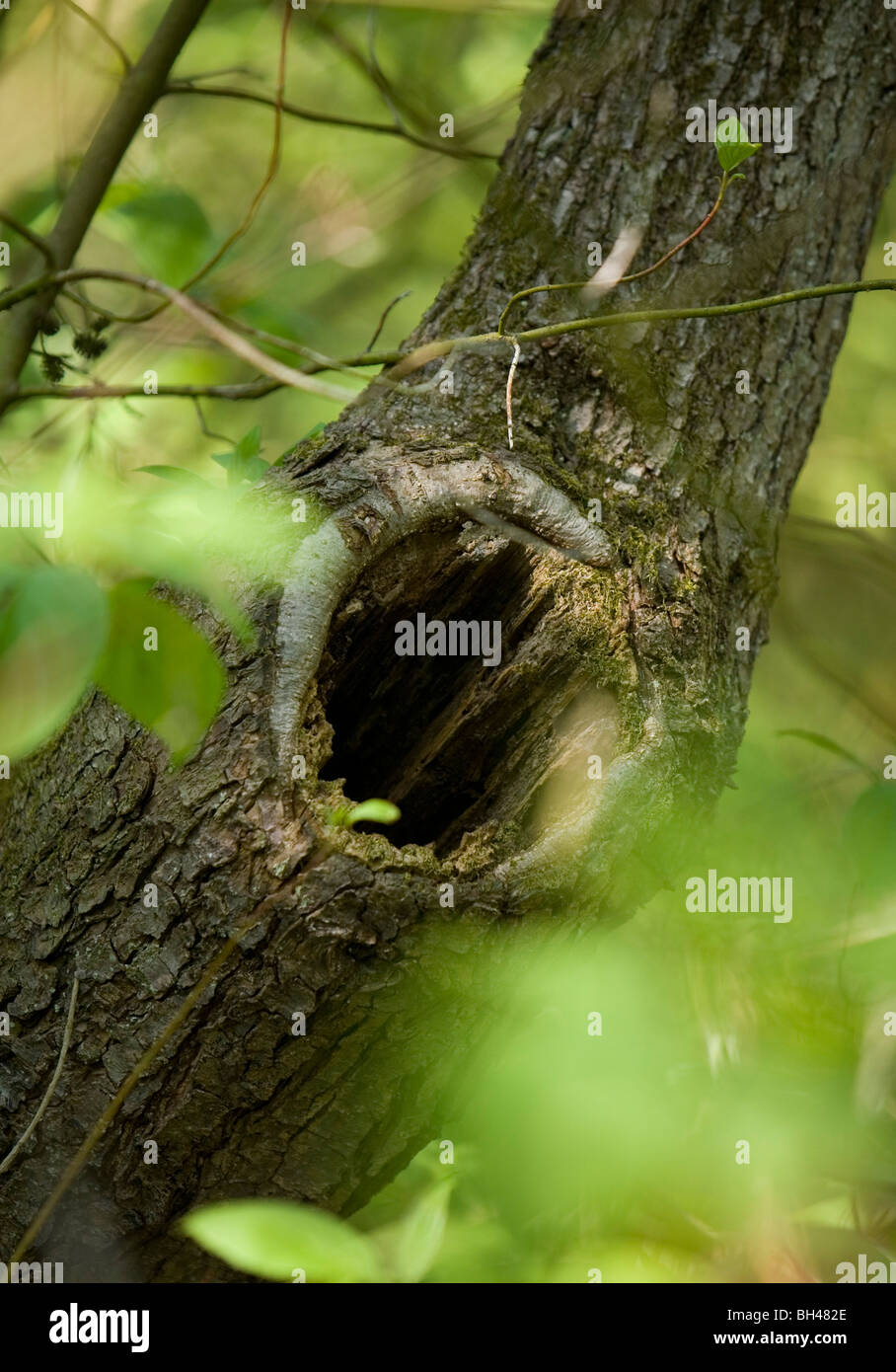 Hollow tree at Fairhaven woodland in spring. Stock Photo