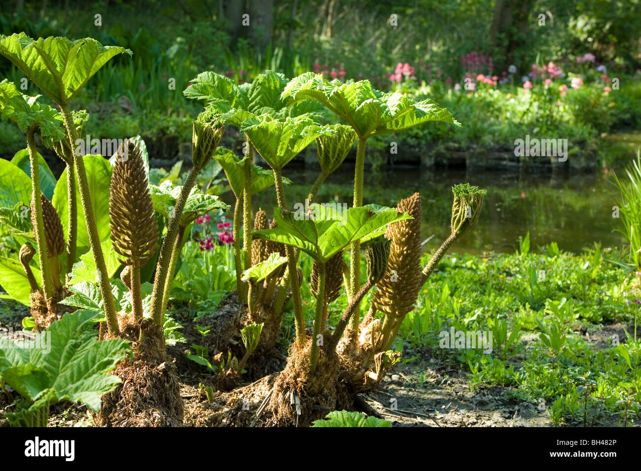 Large waterside plants at Fairhaven woodland in spring Stock Photo - Alamy