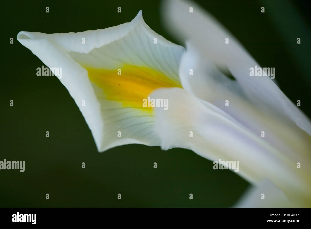 Iris (iridaceae) petal. Stock Photo