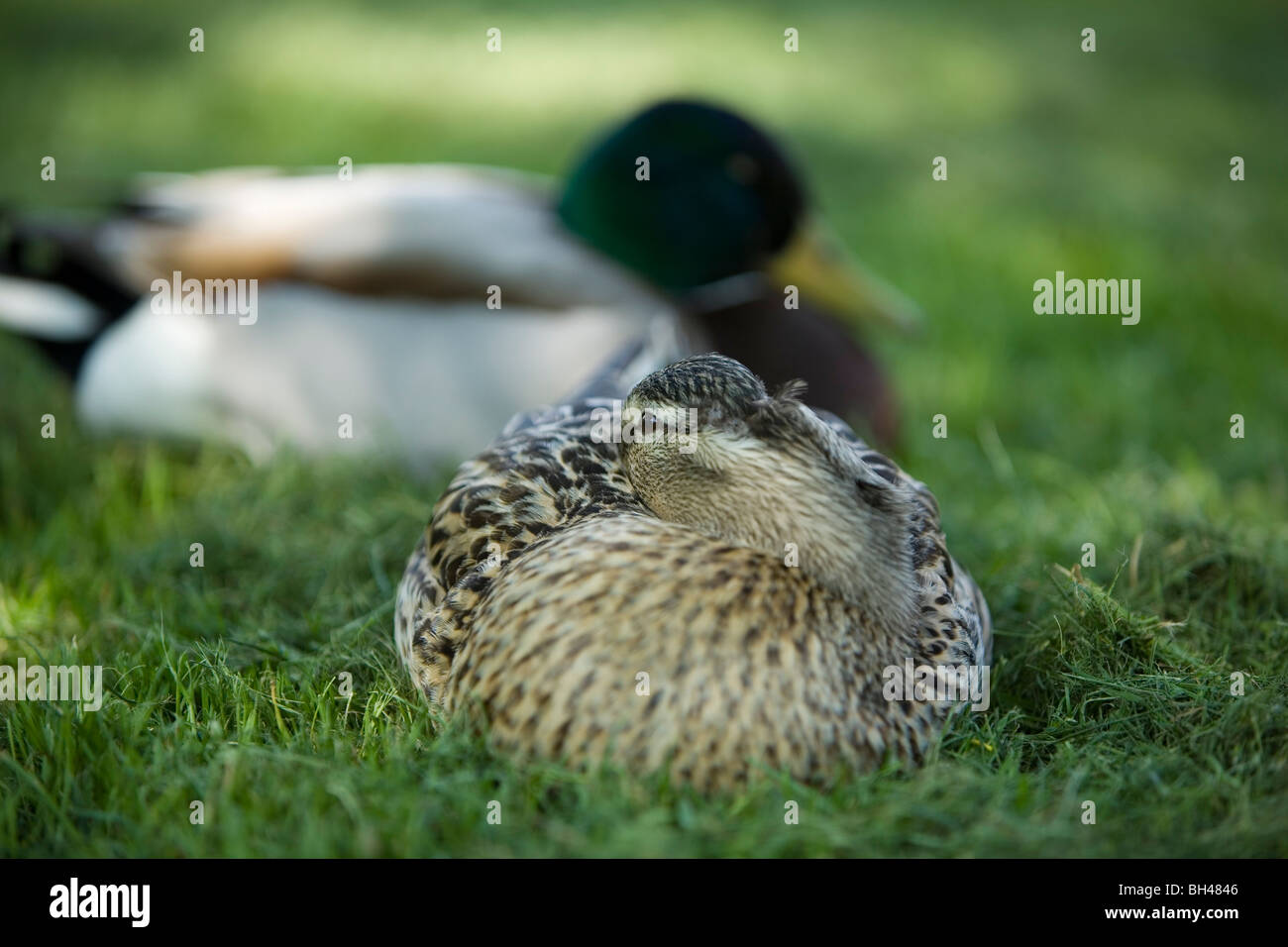 Male and female mallard ducks sleeping at Bawburgh river in spring
