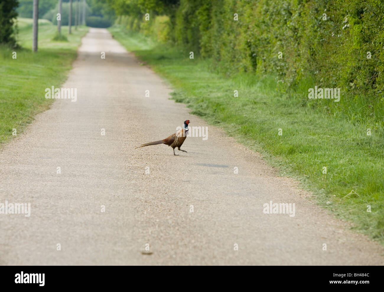 Male pheasant (phasianus cochicus) crossing the road. Stock Photo
