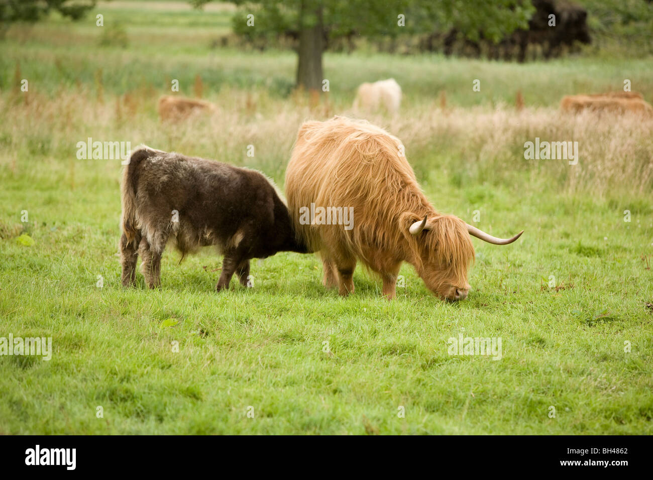 Brown cow and calf feeding in meadow in July. Stock Photo