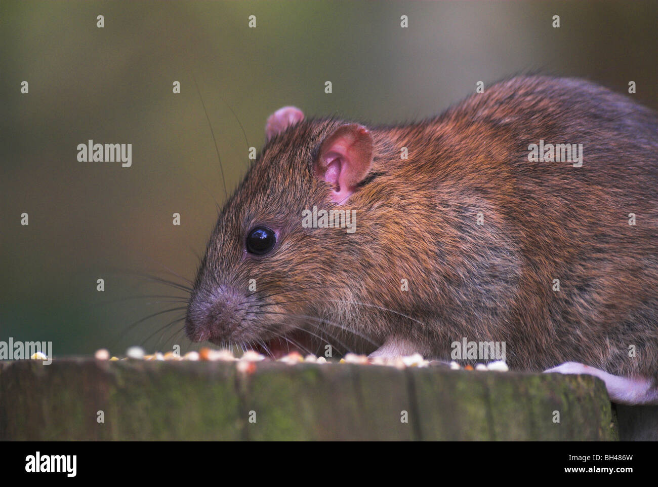 Brown rat (Rattus norvegius) stealing bird food placed on a fence post. Stock Photo