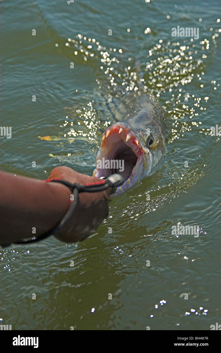 Releasing a tigerfish (hydrocynus vittatus) to the lower Zambezi Stock Photo