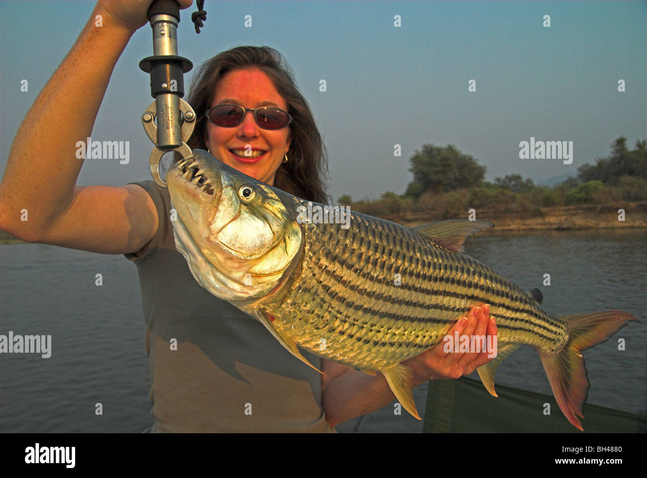 Female angler holding a large tigerfish (hydrocynus vittatus) caught from the Lower Zambezi. Stock Photo