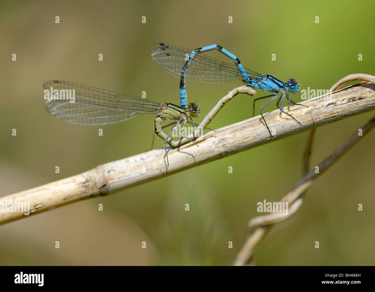 Common blue damselfly (Enallagma cyathigerum) mating pair in wheel ...