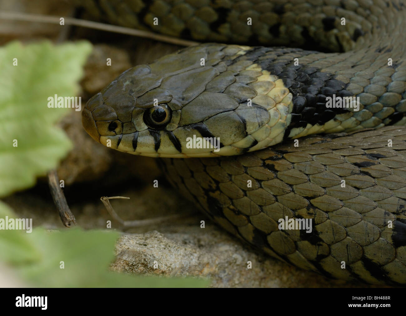Grass snake (Natrix helvetica) sunning itself after early morning emergence. Stock Photo