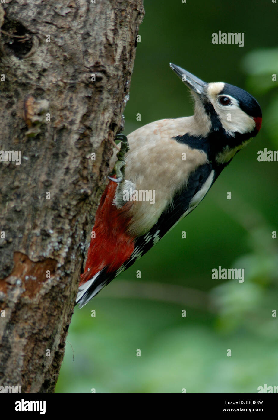 Great spotted woodpecker (Dendrocopos major) searching for insects in trunk of tree Stock Photo