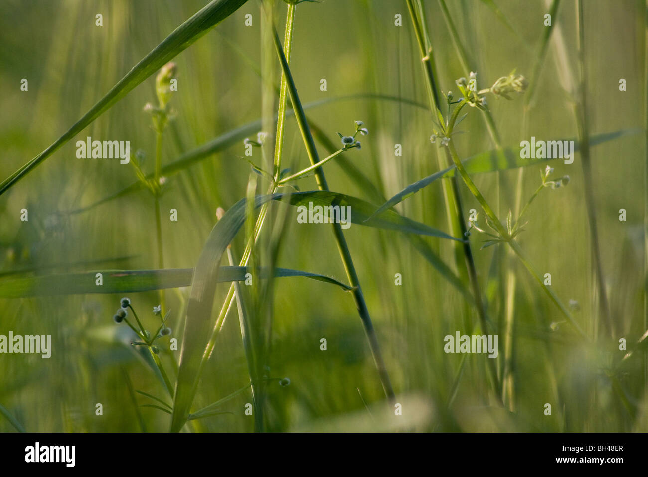 A study of various waterside plants taken from inside a bird hide. Stock Photo
