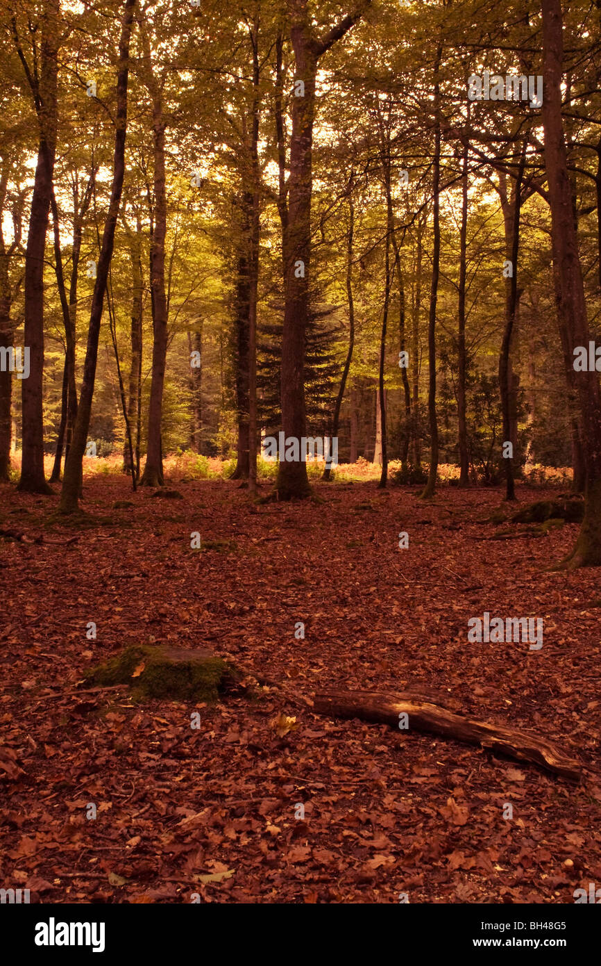 Woodland scene in the New Forest of a leafy forest floor with trees in ...