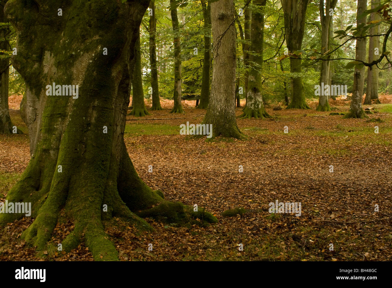 Woodland scene in the New Forest of a large smooth barked tree trunk in the foreground. Stock Photo