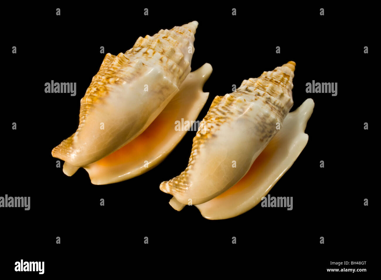A sea shell sculpture depicting two ducks soaring up into the sky on a black background. Stock Photo