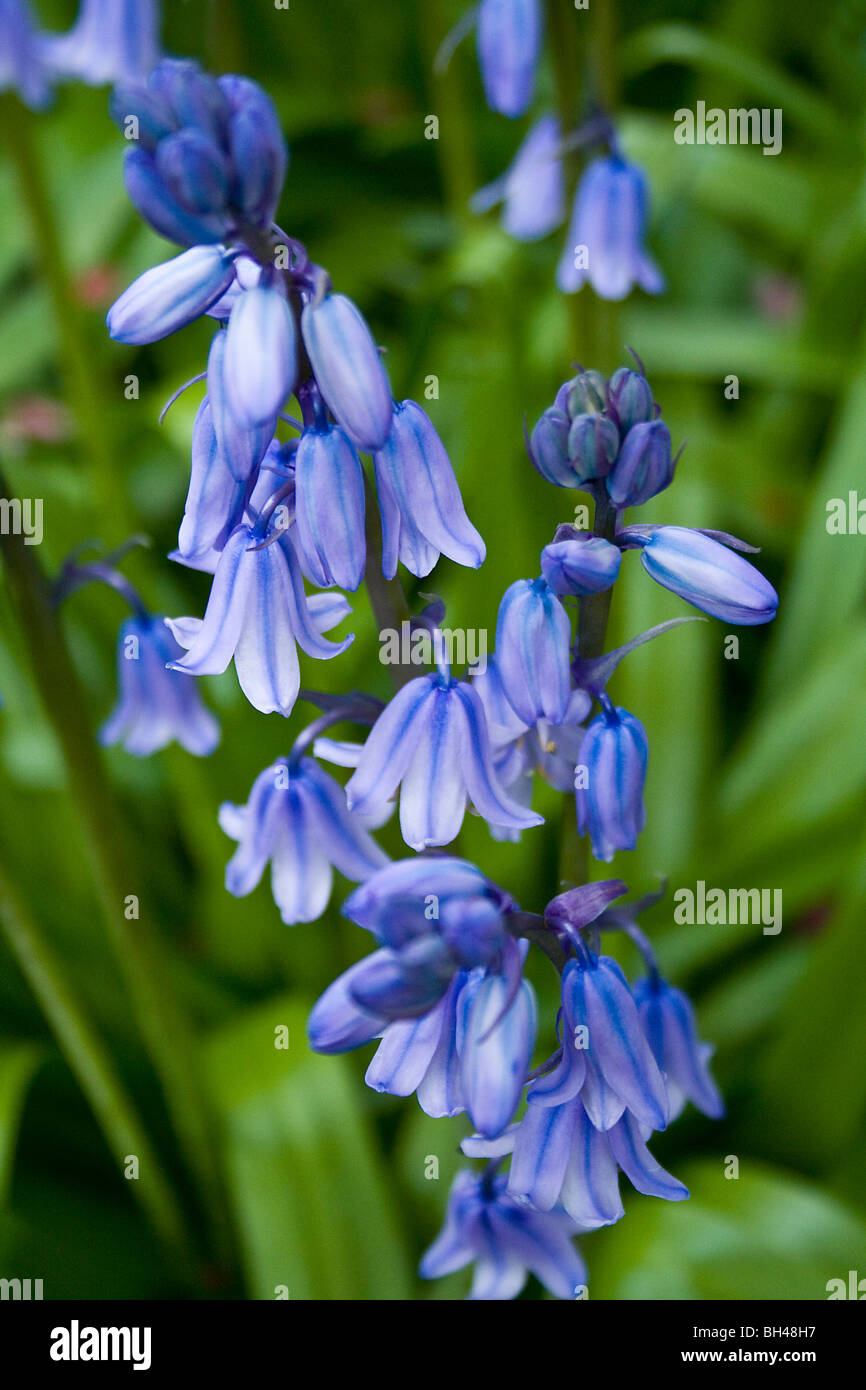 A spray of flowerheads of English bluebell (Hyacinthoides non-scripta) set against the background of its own green shrubbery Stock Photo