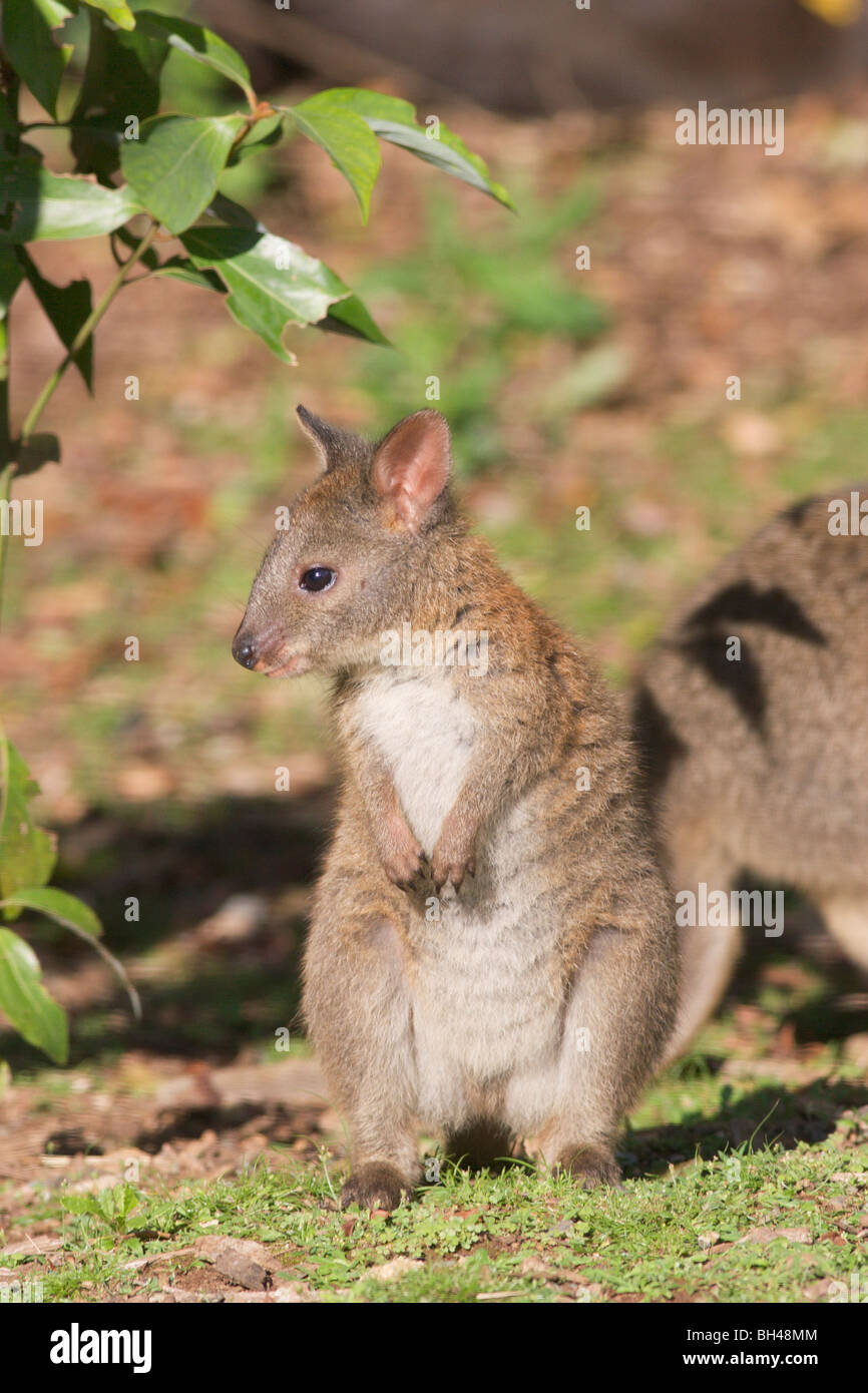 Red-necked pademelon (Thyogale thetis). Stock Photo