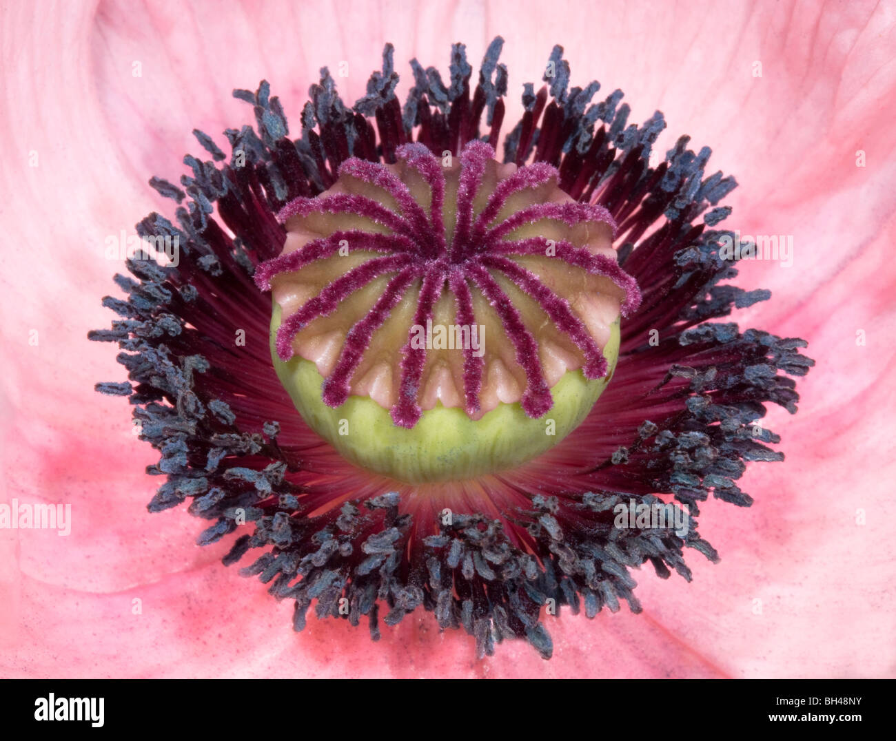 Oriental poppy. Close up abstract image of seed head structure. Stock Photo