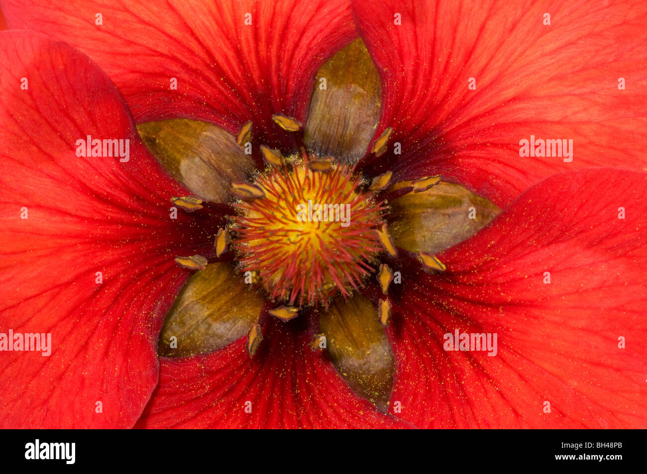 Potentilla 'Gibson's scarlet'. Close up abstract image of structure of flower centre. Stock Photo