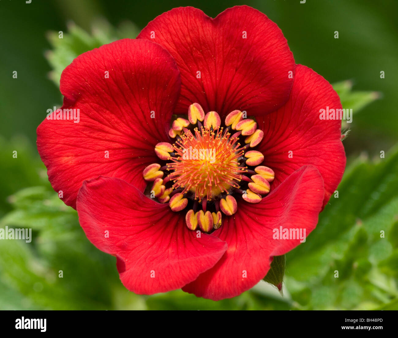 Potentilla 'Gibson's scarlet'. Close up image of single flower. Stock Photo