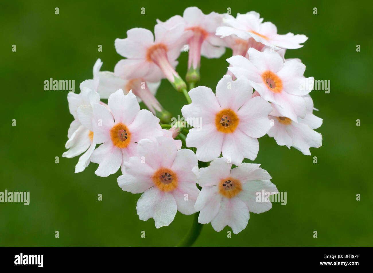 Cluster of apple blossom hi-res stock photography and images - Alamy