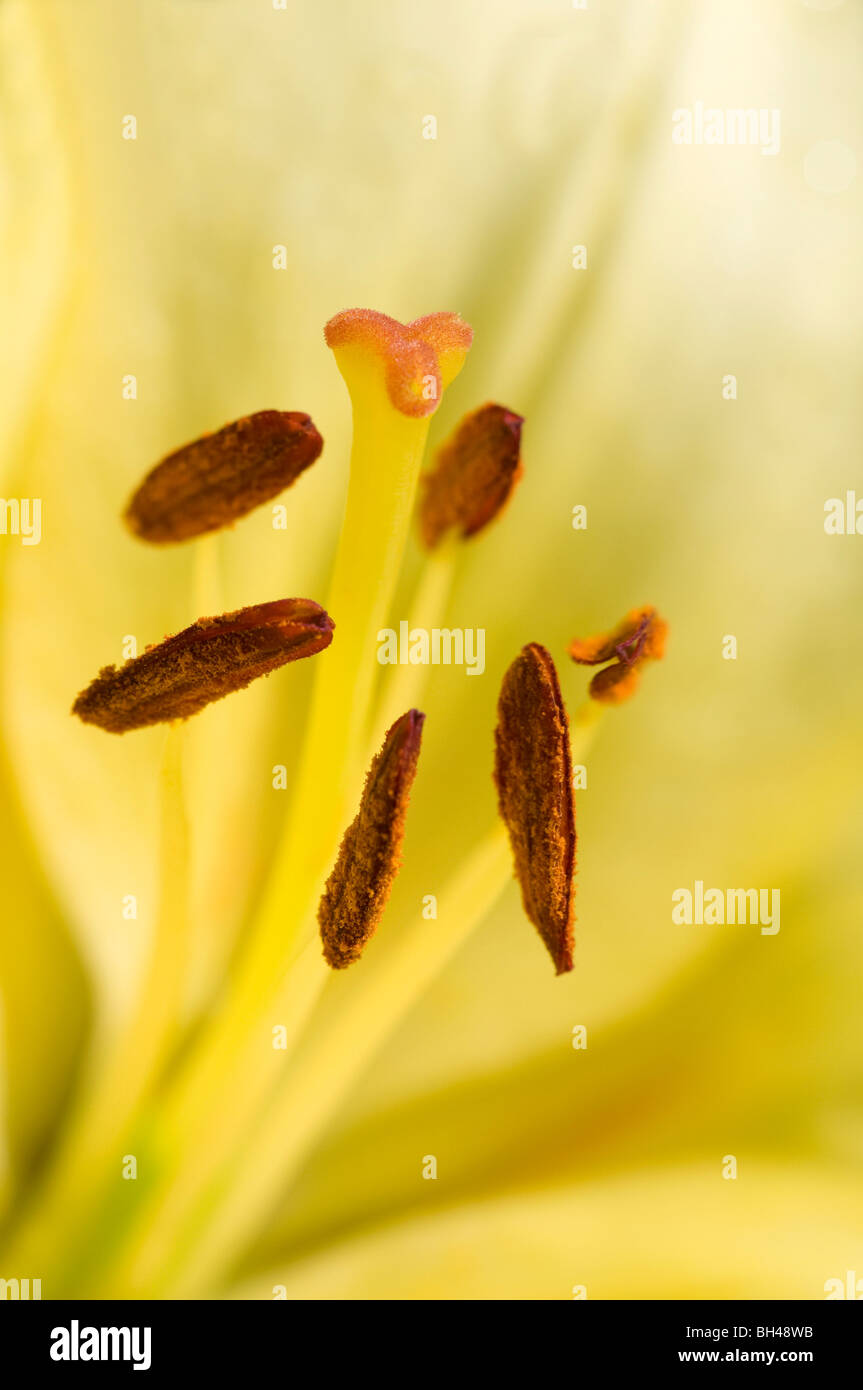 Lily stamens. Close up abstract image of stamens against the soft yellow petals. Stock Photo
