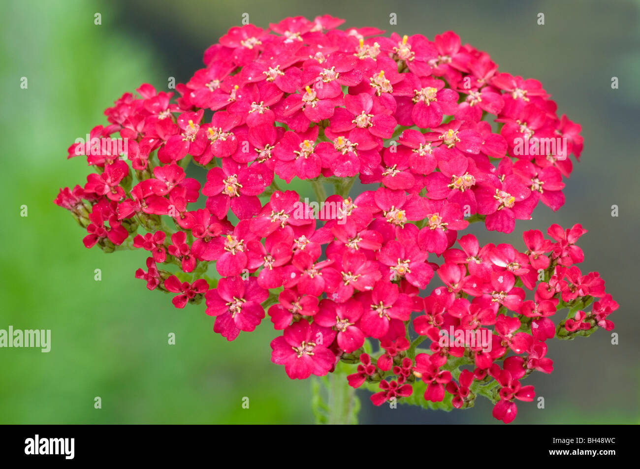 Achillea 'The Beacon'. Close up image of bright red flower cluster. Stock Photo