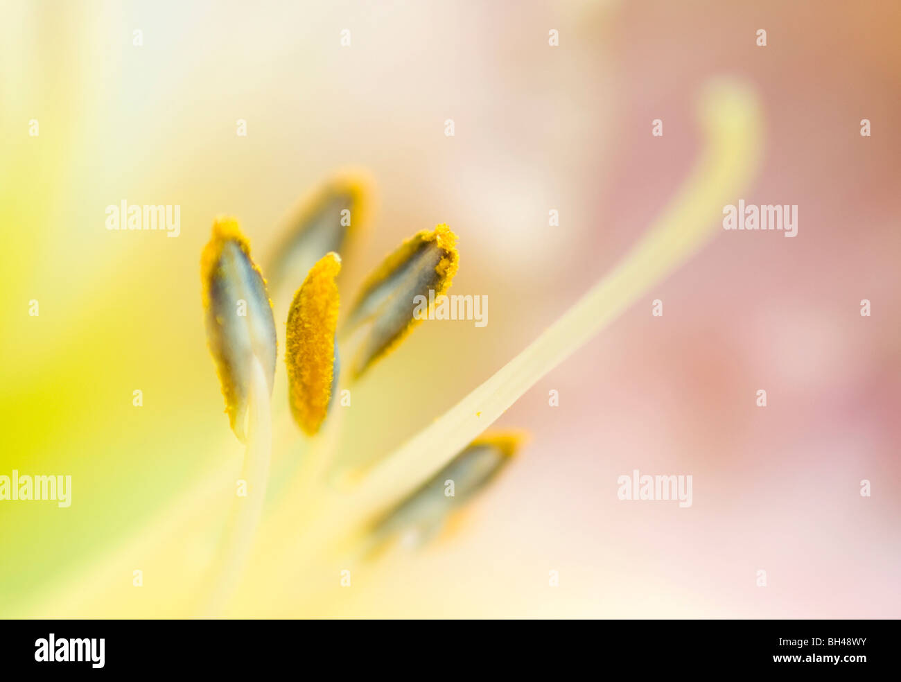 Lily stamens. Creative close up abstract image of stamens in soft focus. Stock Photo