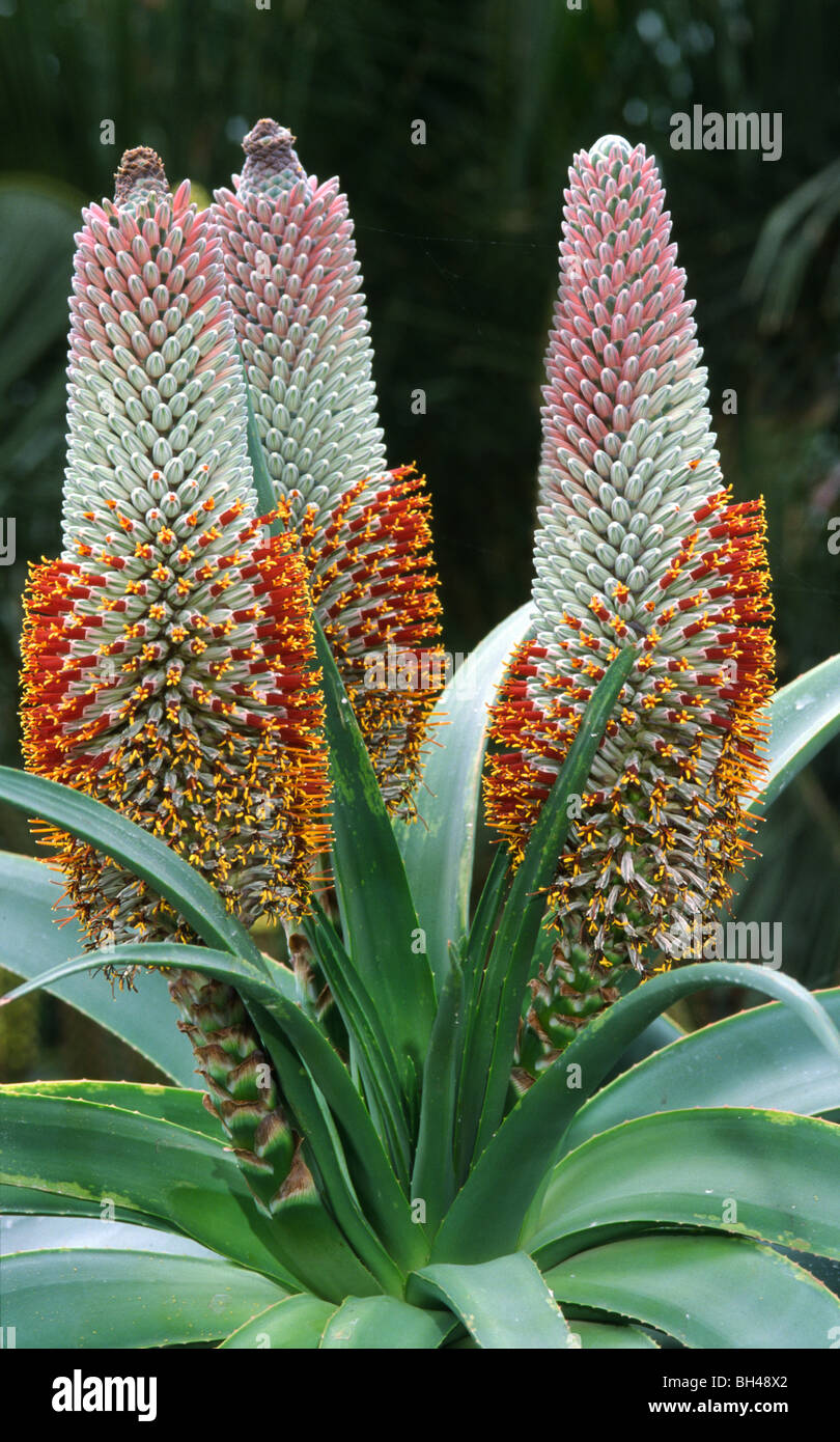 lakewood aloe Lakewood Organic Pure Aloe main image 0