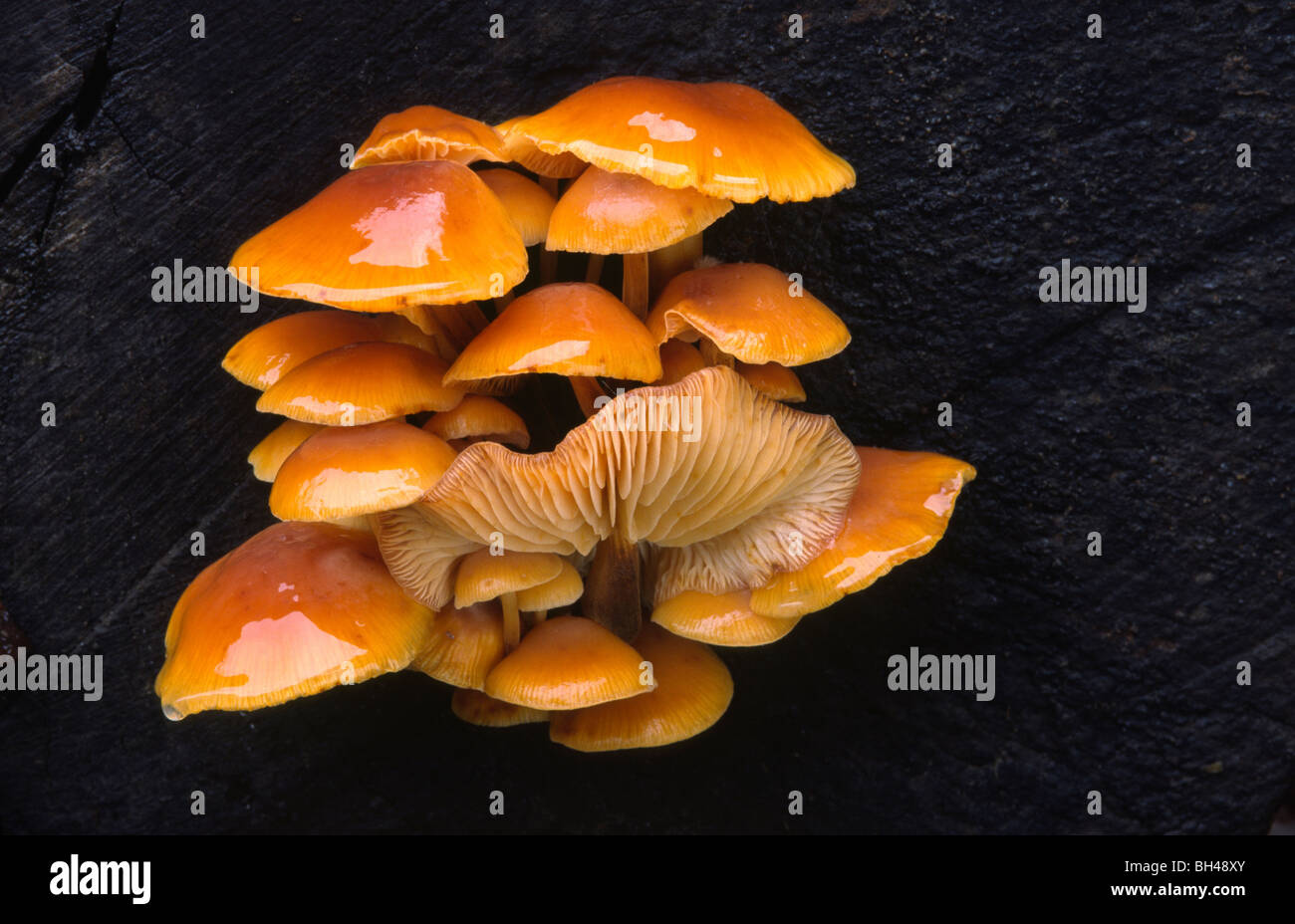 Velvet shank fungus or winter toadstool (Flammulina velutipes) Stock Photo