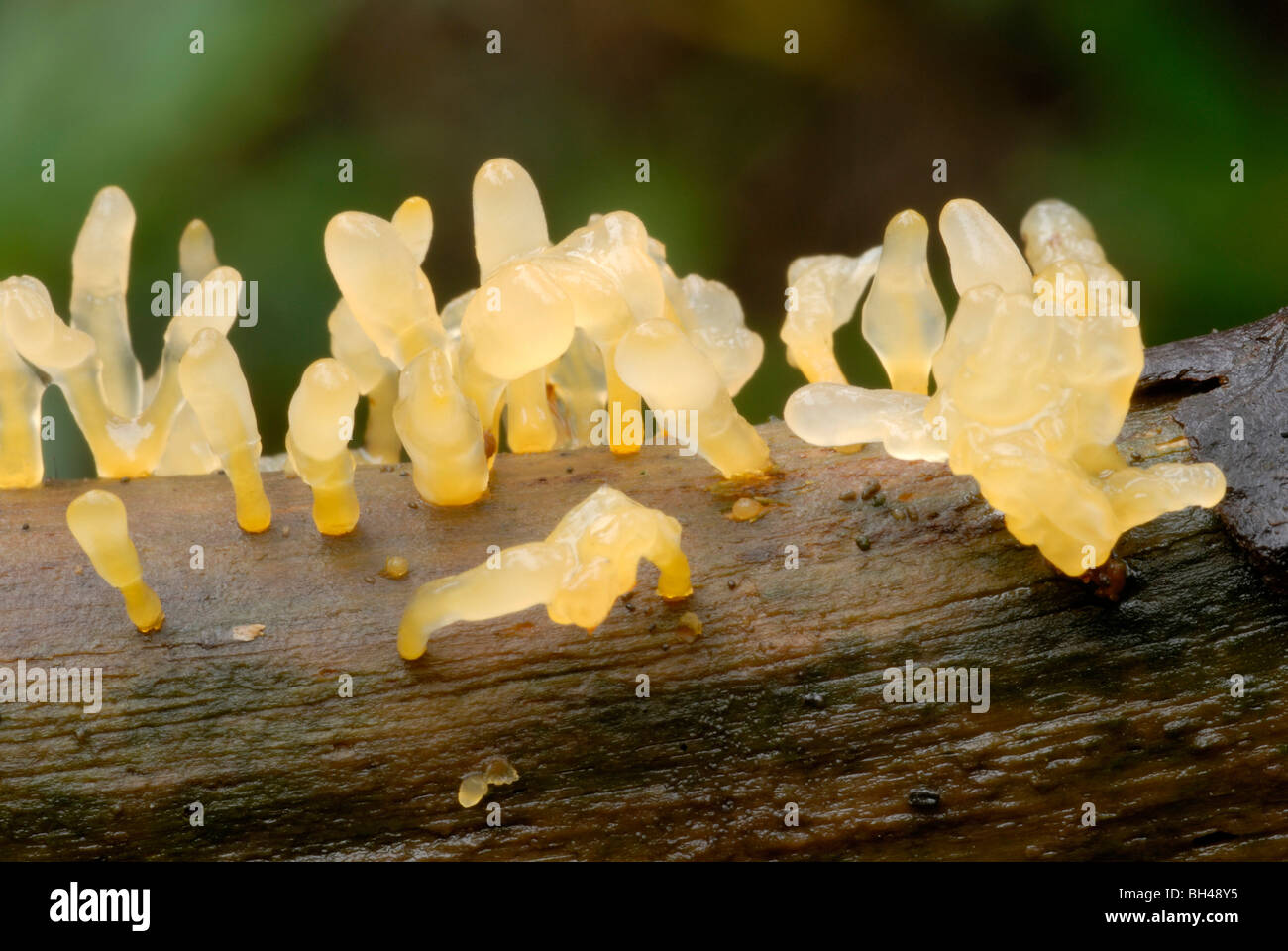 Jelly fungus (Calocera cornea). Growing on rotting tree branch in woodland. Stock Photo