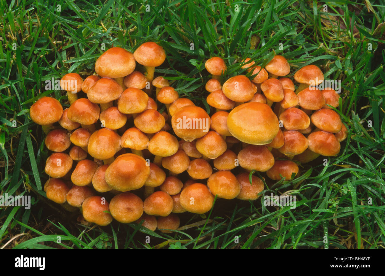 Brick caps (Hypholoma sublateritium)in grassy verge. Brick coloured young fungus growing in mass amongst grass. Stock Photo